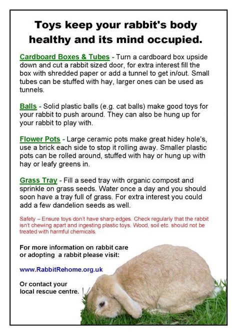 Rabbit Care For Beginners, Rabbit Tips, Bunny Tips, Charlie Boy, Lop Bunnies, Bunny Ideas, Bunny Food, Holland Lop Bunnies, Pet Rabbit Care