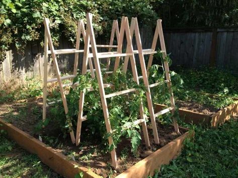 34 Best tomato support ideas for better yield | My desired home Homemade Planters, Tomato Stakes, Vegetable Trellis, Tomato Support, Tomato Trellis, Diy Garden Trellis, Creative Planter, Plant Structure, Garden Flower Beds