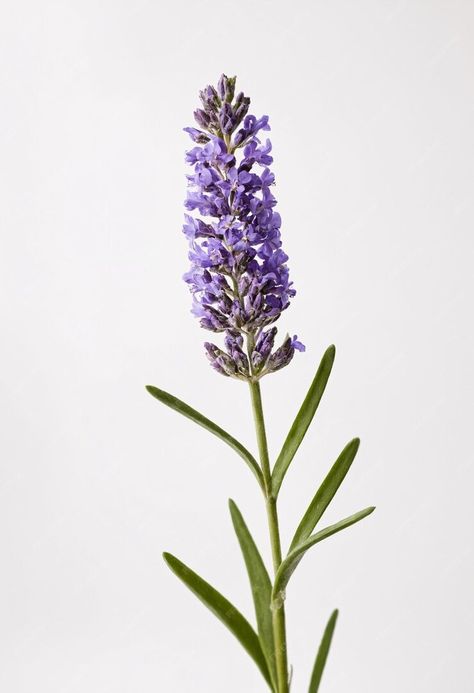 Premium Photo | Single lavender flower on white background Lavender Reference Photo, Lavender Plant Photography, Lavender Reference, Flower Reference Photo, Lavendar Plant, Gemini Lavender, Lavender Collage, Lavender Png, Lavender Photography