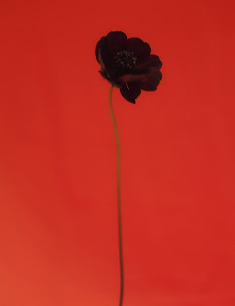 Red Aesthetic Photography, Paul Rousteau, Flowers Black Background, Rose Perfume, Still Life Photos, Comic Style Art, Nothing But Flowers, Still Photography, Art Gallery Wallpaper