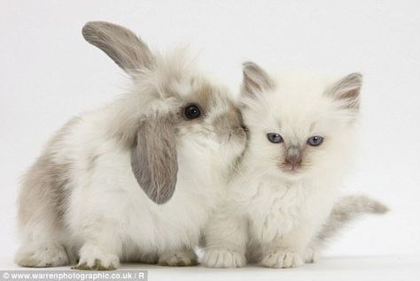 Kitten Photos, Ragdoll Kitten, Animals Friendship, White Kittens, Kittens Funny, Animal Companions, Animal Friends, Baby Bunnies, Cat Care