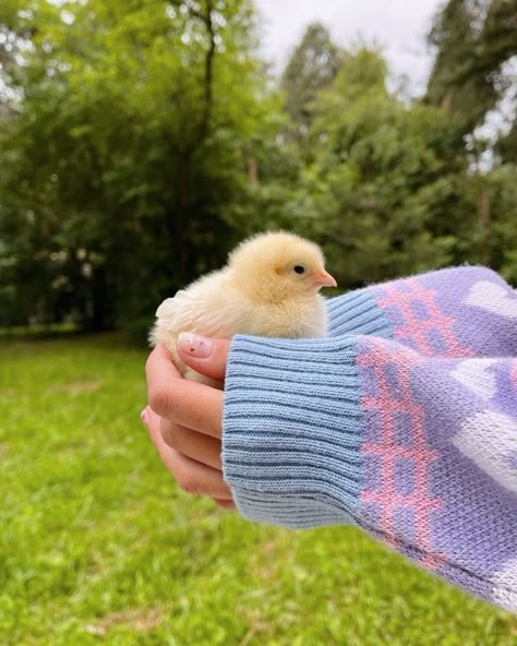 Cute Ducklings, Pretty Animals, Spring Aesthetic, Baby Chicks, Cute Animal Photos, Cute Creatures, Nature Aesthetic, Green Grass, Animal Photo