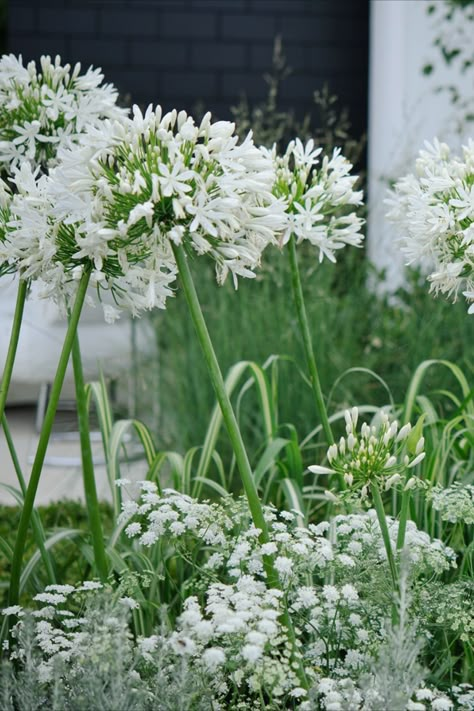 White agapanthus growing with Ammi majus. White Green Garden, White Agapanthus Landscaping, White Planting Schemes, Agapanthus Landscaping Garden Design, White Gardens Design Inspiration, Agapanthus Landscaping, Murraya Hedge, Agapanthus Garden, Green And White Garden