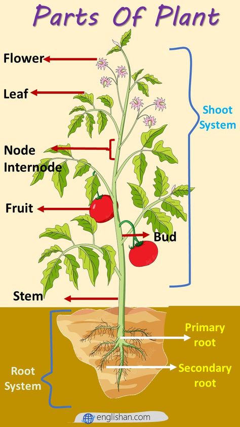 What Are The 7 Parts of A Plant, 6 Parts of A Plant and Their Functions, External Parts Of Plant Stem, What Are The 5 Main Parts Of A Plant And Their Functions Parts Of A Plant And Their Functions, Parts Of Plants Drawing, Parts Of Plants Chart, Parts Of Plant Project, Anatomy Of Plants, Part Of Plant, Plant Presentation, Bio Project, Natural Plant Fertilizer