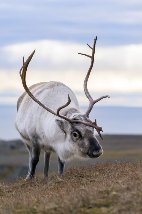 Svalbard Reindeer, Dnd Animals, Cloven Hooves, Nordic Culture, Moose Deer, Deer Family, Kris Kringle, Poster Store, Animal Reference