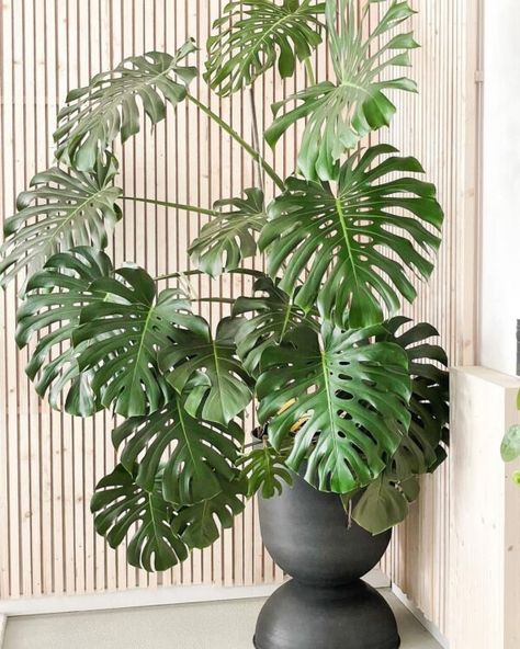 Indoor Tropical Plants, Alocasia Plant, Plant Goals, Balcony Plants, Pothos Plant, Houseplants Indoor, Interior Plants, Plant Aesthetic, Creative Gardening