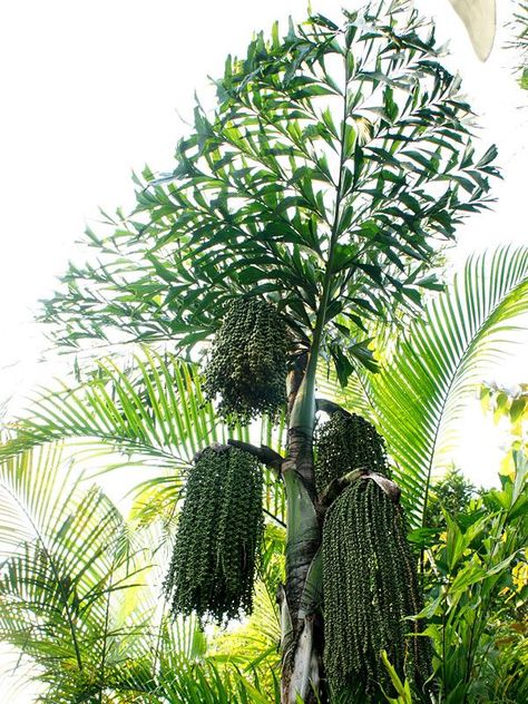 Plants Grown In Water, Fishtail Palm, Palm Trees Landscaping, Fast Growing Trees, Home Garden Design, Fish Tail, Tree Care, Fruit Plants, Large Plants