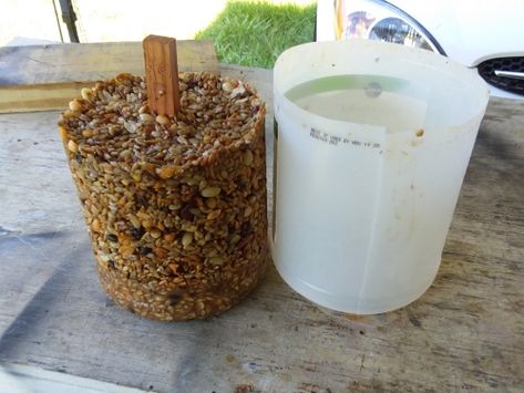 Backyard Birds Feeders, Bird Suet, Suet Cakes, Bird Seed Feeders, Suet Feeder, Homemade Bird Feeders, Seed Cake, Christmas Cups, Bird Cakes