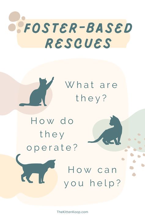 Cat Rescue Ideas, House Animals, Foster Animals, Temporary Housing, Foster Cat, Medical Questions, Volunteer Programs, Foster Kittens, Rescue Team