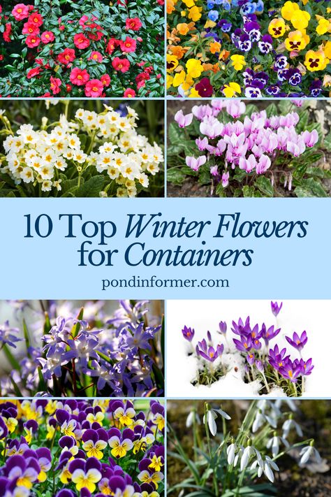 Article about the 10 best winter flowers for containers, perfect for your garden during winter. 

Winter flowers for containers, Best winter flowers, Container gardening in winter, Winter flowers Winter Annuals Flowers, Winter Porch Plants, Winter Flower Beds Ideas Front Yards, Outdoor Winter Plants, Winter Flowers Garden, Yule Tide, Winter Container Gardening, Winter Planters, Winter Vegetables Gardening