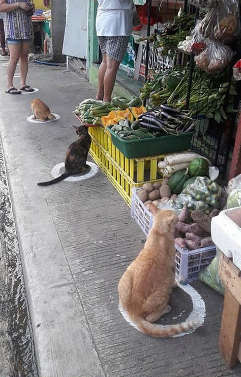 People In The Philippines Spotted Stray Cats Occupying The Circle Marks Near The Market Philippine Star, Cat Traps, Stray Cats, Cat Behavior, Stray Cat, Cat Sitting, Cute Cats And Dogs, Social Distancing, Cat Pin