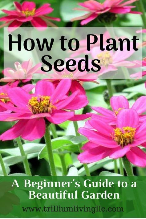 Beginner Gardening, Plant Seeds, Living Modern, Beautiful Flowers Garden, Garden Pests, Growing Herbs, Organic Vegetables, Garden Soil, Plant Growth