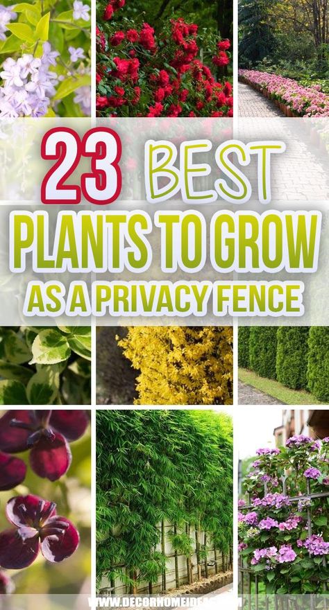 Best Plants You Can Grow As Privacy Fence Rose Privacy Fence, Short Fence Privacy Ideas, Tall Border Plants Fence, Plants Next To Fence, Fence Covering Ideas Plants, Backyard Privacy Landscaping Along Fence, Living Privacy Fences, Plant Fence, Natural Privacy Fences