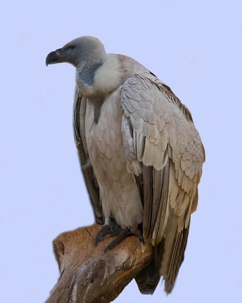 V - Vulture (cape vulture :Photo by artsplashKruger National Park, South Africa, January 2009) Cape Vulture, Feathered Dinosaurs, Bee Eater, Exotic Birds, Birds Of Prey, Birds Of Paradise, Animal Gifs, Eagles, Fantasy Creatures