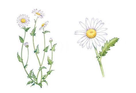 Oxeye Daisy, Daisy Drawing, Mother Daughter Tattoos, Tattoos For Daughters, Drawing Images, Pictures To Draw, Flower Drawing, Manga Art, Flower Tattoo