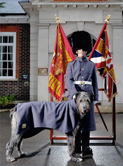 British Guard, Irish Guards, Ww2 Propaganda Posters, Coldstream Guards, Dog Hero, British Army Uniform, Scottish Deerhound, British Uniforms, British Traditions