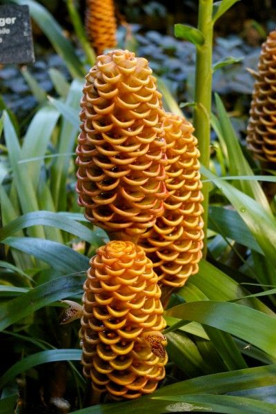 beehive ginger - how to grow Beehive Ginger Plants, Bali Plants, Zingiber Zerumbet, Houseplant Inspiration, Beehive Ginger, Ginger Flowers, Ginger Plants, Growing Ginger Indoors, Holiday Elements