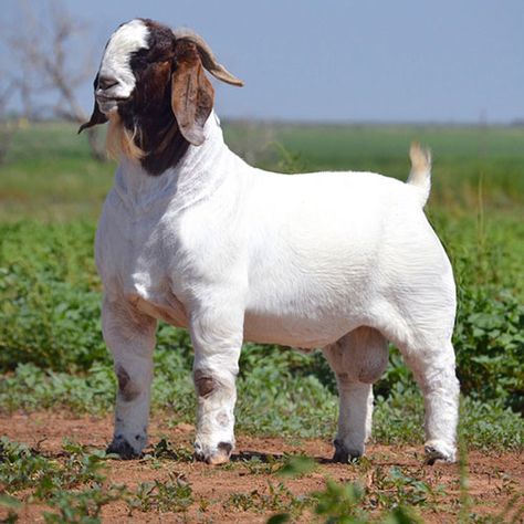 Boer Goat Breed complete information - FarmingX Goat Breeds, Pbr Bull Riding, Goats For Sale, Show Animals, Goat Shelter, Show Goats, Female Goat, Nubian Goat, Goat Herding