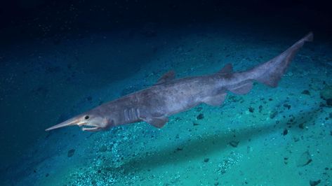 Goblin Shark- Despite their ghoulish name (and appearance), Goblin sharks are of the “pretty in pink” variety, ranging in color schemes from a lighter greyish pink to a strikingly vibrant dark pink as they get older. Their unique color is due to their skin being ghostly translucent due to lack of pigment, so the pink you’re seeing is actually from the shark’s blood vessels showing just beneath the skin. Deep Sea Sharks, Goblin Shark, Shark Facts, Species Of Sharks, The Goblin, Deep Sea Creatures, Sea Dweller, Weird Creatures, Weird Animals