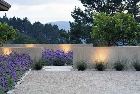 Modern Garden Landscaping, Garden Wall Designs, Landscape Lighting Design, Building A Pergola, Landscaping Inspiration, Professional Landscaping, Stucco Walls, Lavender Garden, Modern Landscape Design