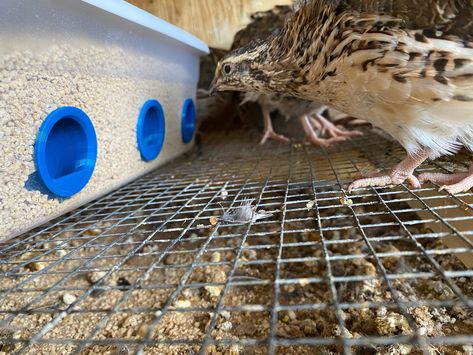 Quail Feed Saver Ports | Chicken Feed Saver Ports | 3D Printed | Made in USA | Significantly reduces feed waste | Saves you Money! Quail Feeder Ideas, Diy Quail Feeder, Quail Watering System, Quail Feeders Diy, Diy Quail Feed, Quail Egg Storage, Quail Cage Plans, Winterizing Quail Coop, Quail Feed