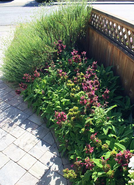 Salvia spathacea - Hummingbird Sage and Eriogonum fasciculatum - California Buckwheat | Flickr - Photo Sharing! Parkway Landscaping, Eriogonum Fasciculatum, California Buckwheat, Hummingbird Sage, Drought Tolerant Landscape Design, Native Landscaping, Permeable Driveway, California Native Garden, Witchy Garden