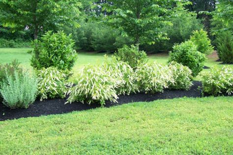 Virginia Sweetspire, Itea Virginica, Michigan Gardening, Front Yard Plants, Purple Clematis, Garden Flower Beds, Zone 5, Garden Shrubs, Lawn And Landscape