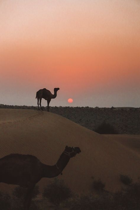 Desert Reference, Traitor Queen, Jaisalmer Desert, Desert Inspo, India Itinerary, North India Tour, Desert Trip, Sunset Desert, Aesthetic Animals