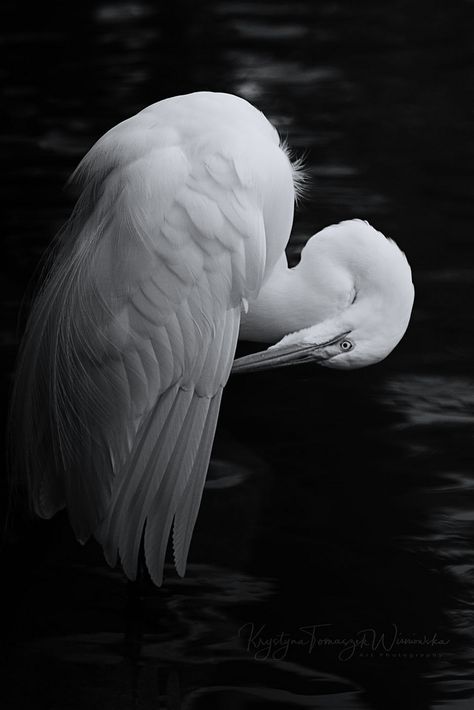 Japanese Restaurant Design, White Heron, Grey Heron, Black Night, Mary Oliver, Night Garden, Blackest Night, Blue Heron, Japanese Restaurant