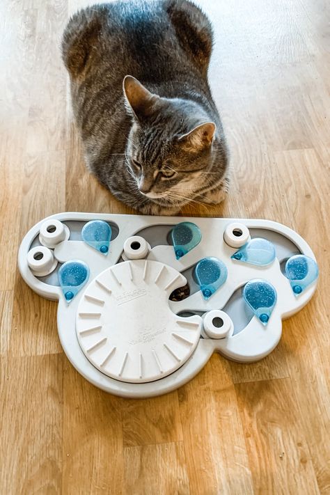 Cat Puzzle Feeder, Cat Puzzle, Homemade Cat, Cat Feeder, Slow Feeder, Pretty Dogs, Cats Love, Cat Room, Cat Wall