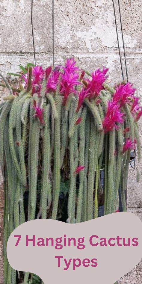 7 Hanging Cactus Types And Care | Flowersandflowerthings Hanging Cactus Plants Outdoor, Hanging Cactus Plants, Hanging Cactus, Blooming Cactus, Cactus Types, Desert Cactus, Succulent Arrangements, Hanging Pots, Cactus Flower