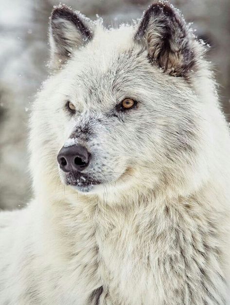 Tundra Wolf Tundra Wolf, Wolf Husky, Wolf Hybrid, Wolf Images, Arctic Wolf, Wolf Photos, Wolf Spirit Animal, Wolf Love, Wild Wolf