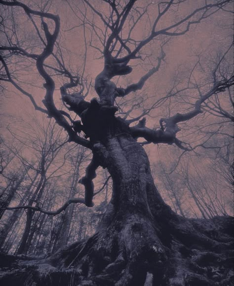 Nona Limmen, Vivid Dream, Aesthetic Horror, Baba Jaga, Dark Tree, Witchy Aesthetic, Mazzy Star, Gothic Aesthetic, Horror Film