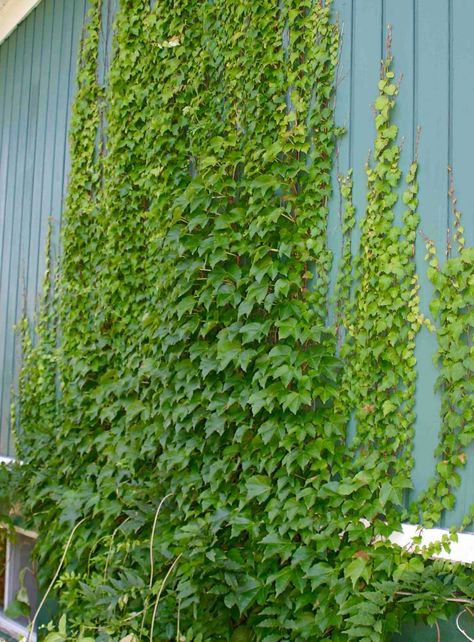 A selection of the classic Virginia Creeper with smaller leaves and a less vigorous growing habit. In the fall Engelmann's Ivy leaves turn a beautiful flamming red. Indoor Vine Plants, Parthenocissus Quinquefolia, Wall Climbing Plants, Indoor Vines, Vine Ideas, Wall Climbing, Climbing Hydrangea, Virginia Creeper, Plant House