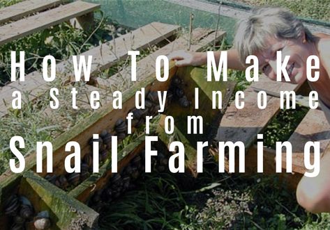 How to Make a Steady Income From Snail Farming – Fantastic Farms Fence Post Installation, Snail Farming, Giant African Land Snails, Snail Tank, Snail And The Whale, Pasture Fencing, Chickens For Sale, Farming Ideas, Straw Bale House