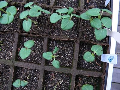 Planting Okra, Growing Okra, Okra Plant, Okra Seeds, Compost Tea, Video Garden, Garden Vegetables, Garden Veggies, Home Vegetable Garden