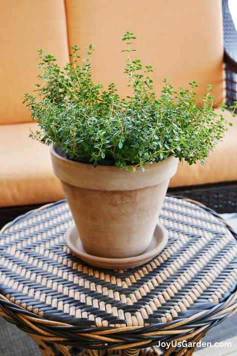 How To Grow Thyme In Pots: Tips For Indoors & Outdoors Basil In Pots, Growing Thyme Indoors, Herbs In Pots Outdoors, Hydrangea Shade, Full Sun Container Plants, Growing Thyme, Thyme Flower, Patio Container Gardening, Thyme Plant