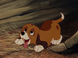 Baby Animals Drawings, Timmy Time, Baby Animal Drawings, The Hound, Disney Gif, Disney Dogs, Disney Animals, Disney Favorites, The Fox And The Hound