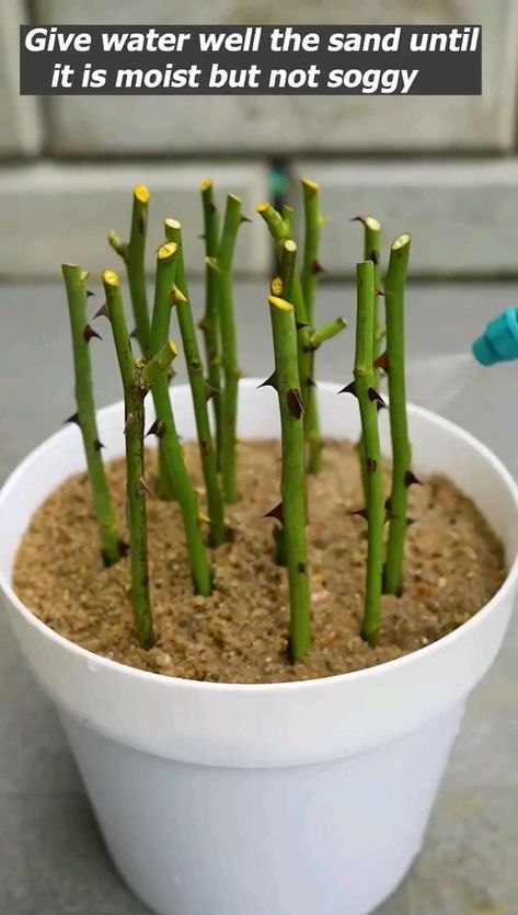 Garden Hacks Diy, Grafting Plants, Rose Plant, Vegetable Garden Diy, Indoor Vegetable Gardening, Diy Raised Garden, Container Gardening Flowers, Growing Plants Indoors, Rose Stem