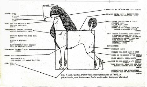 Standard Poodle Puppies For Sale! Standard Poodle Puppies, Dog Grooming Styles, Poodle Puppy Standard, Poodle Puppies For Sale, Leg Bones, Grooming Style, Poodle Puppies, Poodle Puppy, Standard Poodle