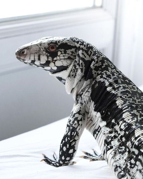 Tegu Lizard Pets, Black And White Tegu, Tegu Lizard, White Lizard, Monitor Lizard, Black Lizard, Cute Reptiles, Reptile Snakes, Green Animals