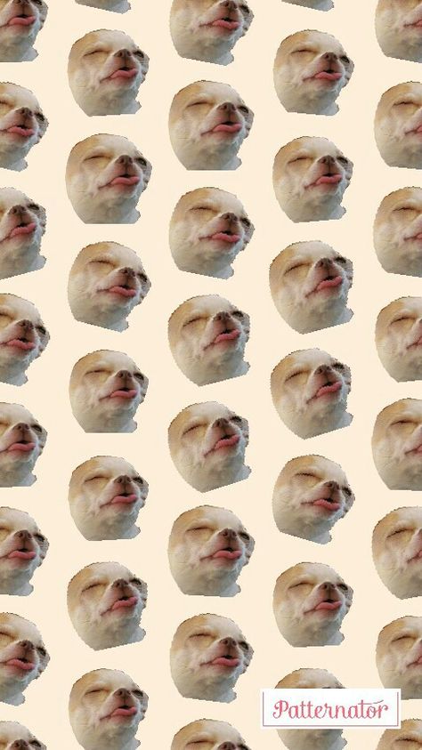 Dog wallpaper Cringe Wallpapers, Club Artwork, Dog Wallpaper Iphone, Profile Wallpaper, Funny Cat Wallpaper, Future Wallpaper, Post Animal, Cool Backgrounds Wallpapers, Free Iphone Wallpaper