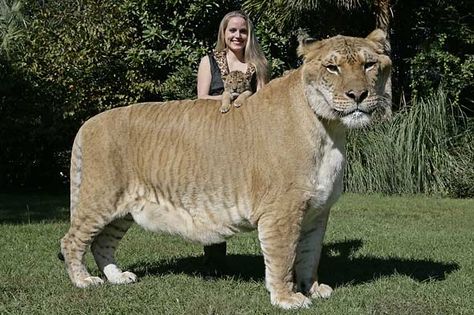 Liger - rare animal. How cool I had never heard of these before, although the boys camp up the road from my old house had zedonks! Unusual Animals, Rare Animals, Cheetahs, Large Cats, Weird Animals, 귀여운 동물, Beautiful Cats, Big Cats, Cat Pics