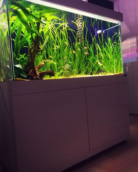 360 lt low tech planted aquarium. Planted Tank, Low Tech, Planted Aquarium, Outdoor Storage, Outdoor Storage Box, Outdoor Furniture, Outdoor Decor, Plants, Home Decor