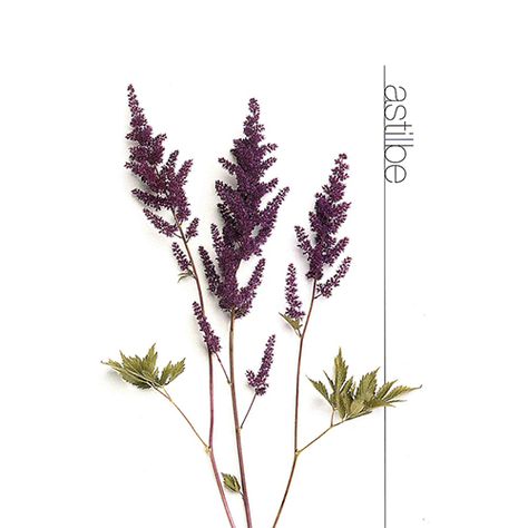 Product categories Begins with A Archive | Linda's Flowers Astilbe Tattoo, Watercolour Reference, Goats Beard, Spring Wedding Bouquets, Lavender Blue, Love At First Sight, Maple Leaf Tattoo, Spring Wedding, Floral Watercolor