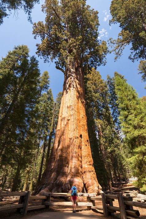 16 Record-Breaking National Parks Attractions To Visit This Year Yellowstone National Park Photography, Petrified Forest National Park, Dry Tortugas National Park, Famous Waterfalls, Hot Springs National Park, Redwood National Park, Crater Lake National Park, Temperate Rainforest, Petrified Forest