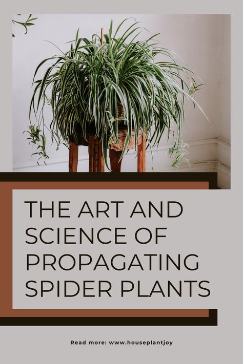 Cultivate Your Own Indoor Oasis! 🪴🌿🌱
Nurture Your Green Thumb and Watch Your Plants Flourish!
#indoorplants #houseplants #plantlover #gardening #homedecor Spider Plant Decor, Propagating Spider Plants, Indoor Oasis, Plant Benefits, Spider Plant, Spider Plants, Art And Science, Indoor Garden, Plant Lover