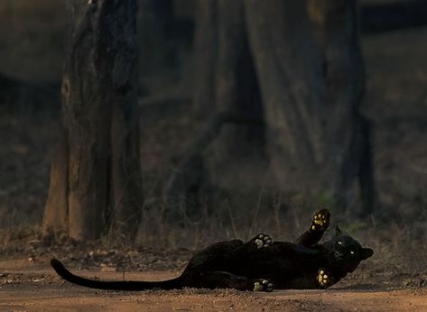 Unbelievable Pictures, Panther Leopard, Cat Couple, Wildlife Photographer, Photo Caption, Leopards, Animal Planet, Wild Animals, Black Panther