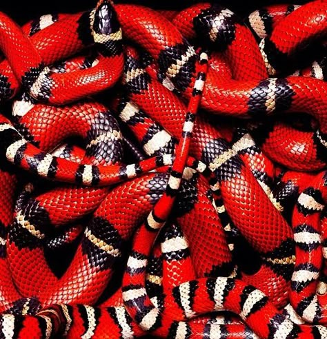 . Red Snake Aesthetic, Red And Black Snake, Snake Photos, Milk Snake, Colorful Snakes, Coral Snake, Snake Art, Beautiful Snakes, Reptile Snakes