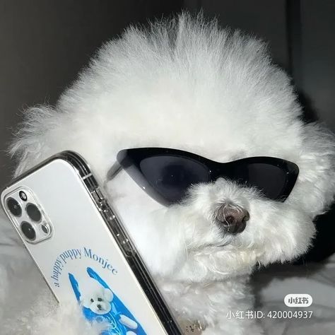 Dog Profile Pictures, Dog With Phone, Pfp Instagram Funny, Default Profile, Ig Profile Pic, Glasses Wallpaper, Cool Kpop Wallpapers, Dog With Glasses, Instagram Dp